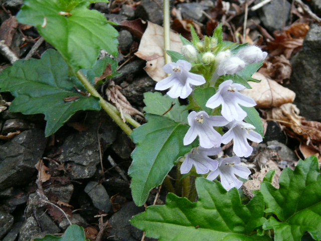 e0145782_18245132.jpg