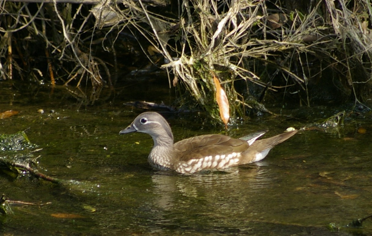 e0197884_2054934.jpg
