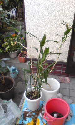 c0180209_18444288.jpg
