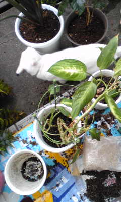 c0180209_18521738.jpg