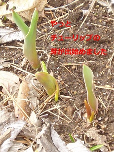 b0200310_16485399.jpg