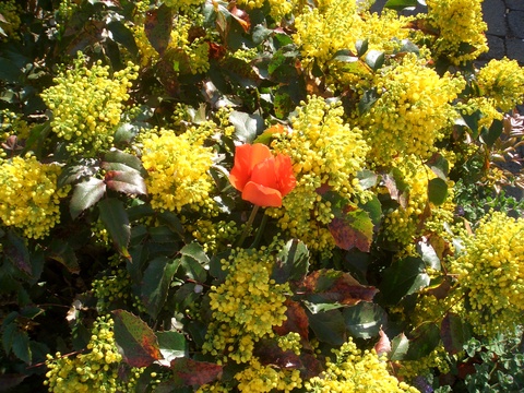 c0173826_164487.jpg
