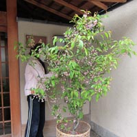 d0033734_2335995.jpg