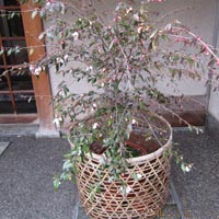d0033734_2374861.jpg