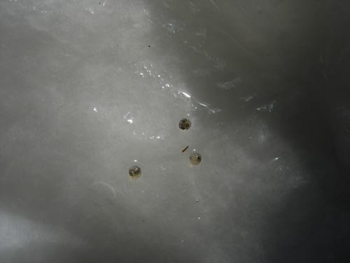 e0097534_6522148.jpg