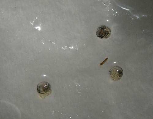 e0097534_6525541.jpg