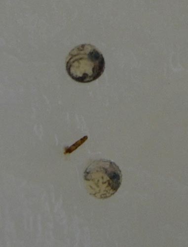 e0097534_6564653.jpg