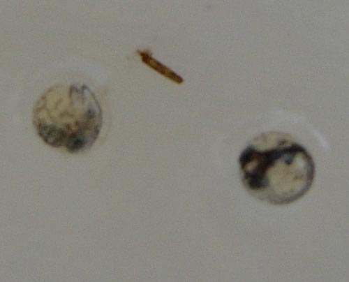 e0097534_657747.jpg