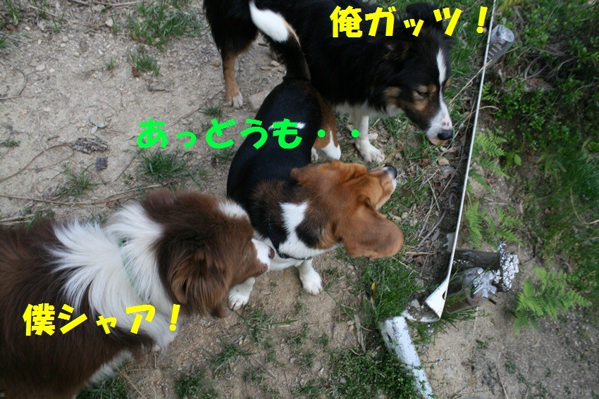 d0077740_20141363.jpg