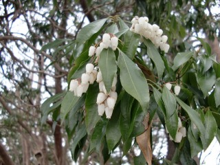 e0110940_515634.jpg