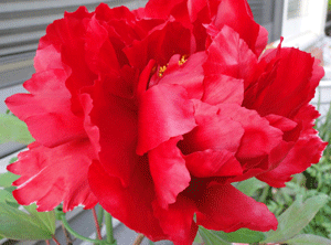 d0163550_19481745.gif