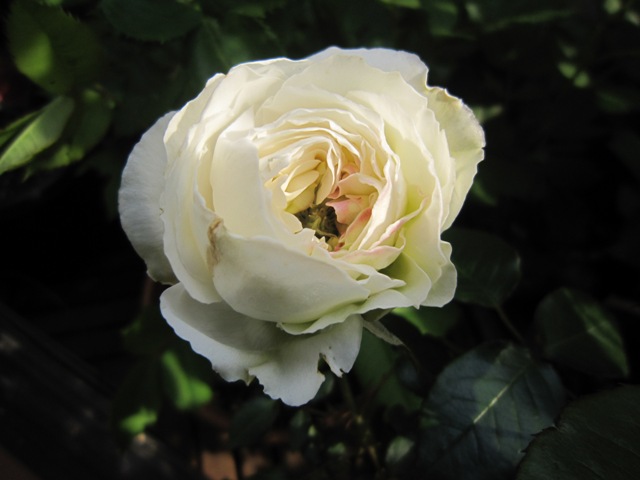 c0202870_1544620.jpg