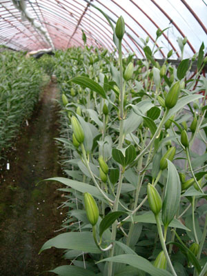 e0097770_0355073.jpg