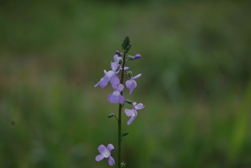f0054677_862367.jpg