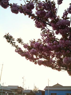 f0001378_1629251.jpg