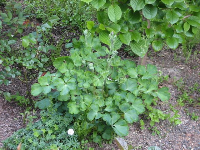 e0052690_20341377.jpg