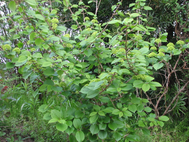 e0052690_2037424.jpg