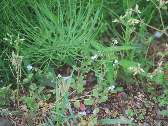 e0025300_18241877.jpg