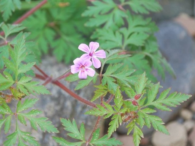 e0025300_18312695.jpg