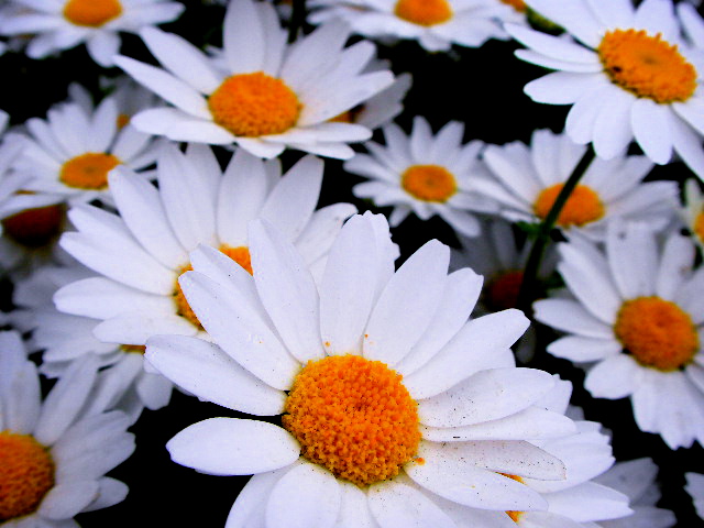 a0157704_1073534.jpg