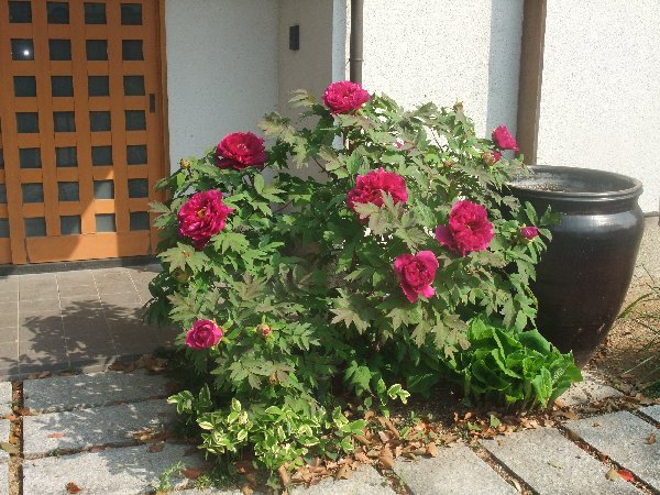 b0073110_1356011.jpg
