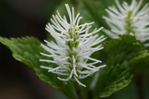 c0042418_8263537.jpg