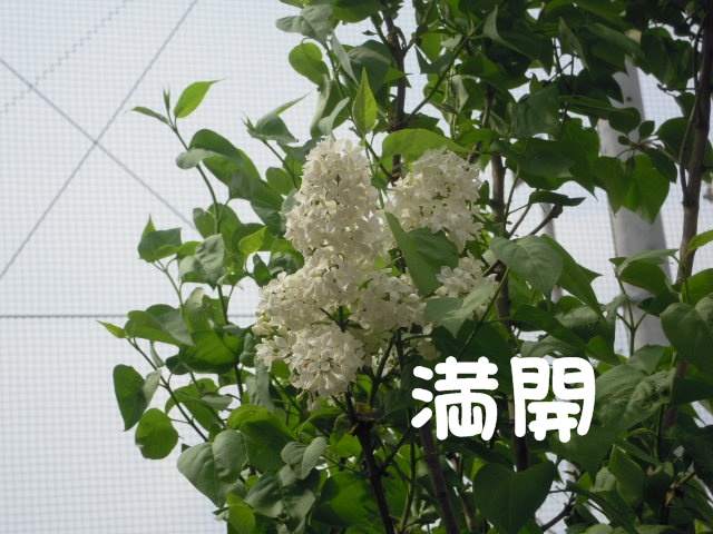 c0166622_1428619.jpg