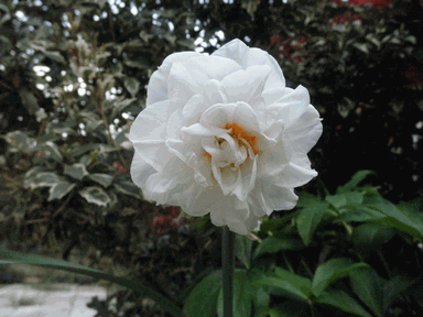 c0136736_18284112.gif