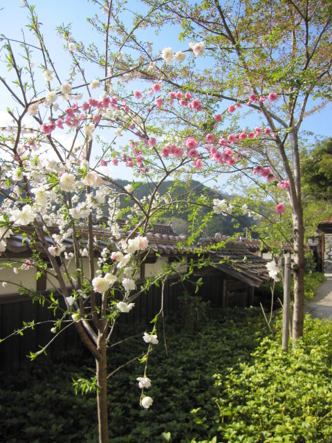a0142843_12575784.jpg