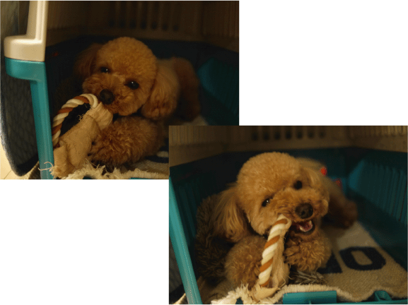 b0182846_22251593.gif