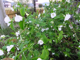 f0213347_110154.jpg