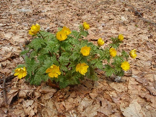 e0004756_20102963.jpg