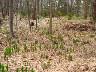 e0004756_20105811.jpg