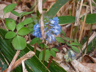 e0004756_2013427.jpg
