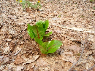 e0004756_20151232.jpg