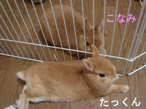 c0032257_1016966.jpg