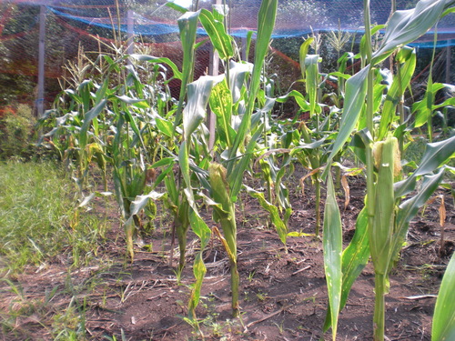 d0098363_13443042.jpg