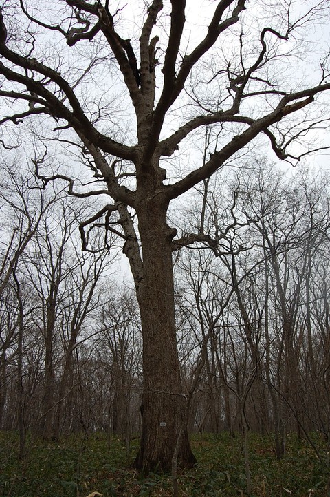 e0120466_17173656.jpg
