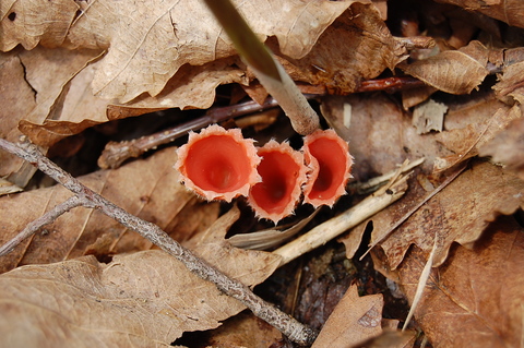 e0120466_17273050.jpg
