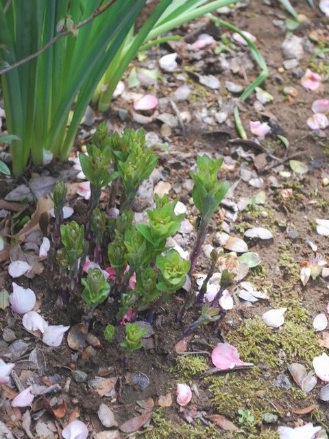 e0025300_2134480.jpg