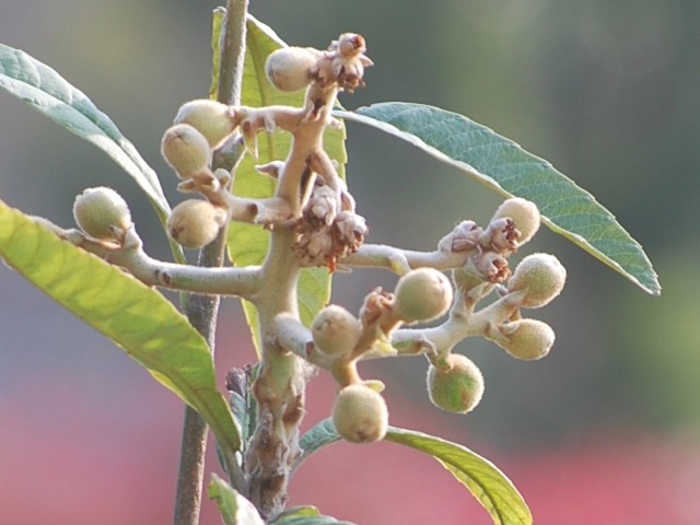 e0025300_2155727.jpg