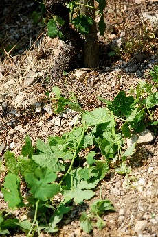 a0113208_5565797.jpg