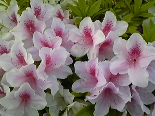 d0150013_20532690.jpg