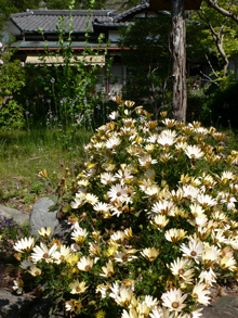 f0060424_1004041.jpg
