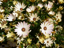 f0060424_1005426.jpg