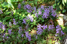 f0060424_9585978.jpg