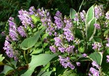 f0060424_958981.jpg
