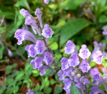f0060424_9591995.jpg