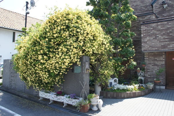 e0134032_1255684.jpg
