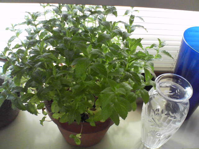 f0237037_952628.jpg